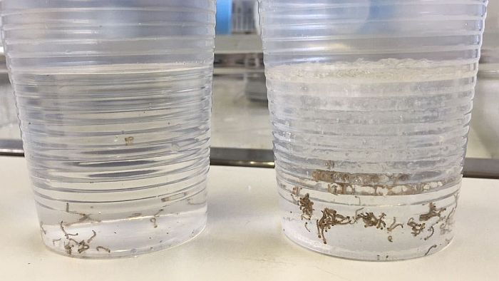 Larvas de Aedes Aegypti sob ação do polímero  - Créditos: Divulgação 