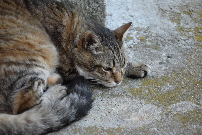 Castramóvel também fará castração de gatos - Foto: Divulgação