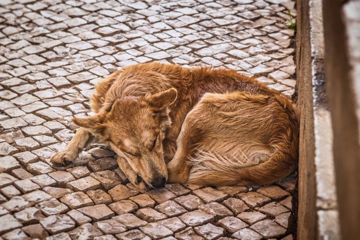 Cães semidomiciliados e errantes são alvos do Castramóvel - Foto: Divulgação