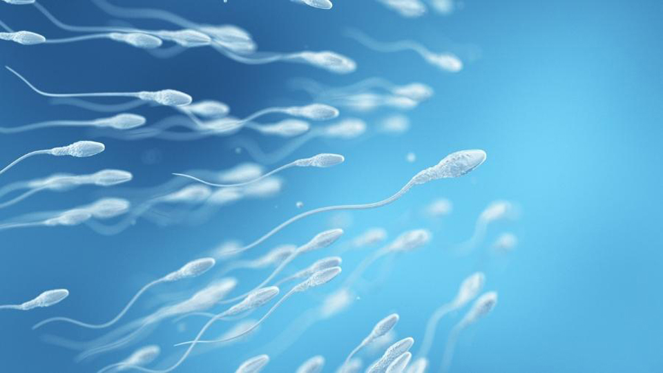 espermatozoides semen infertilidade masculina 1656002819853 v2 900x506