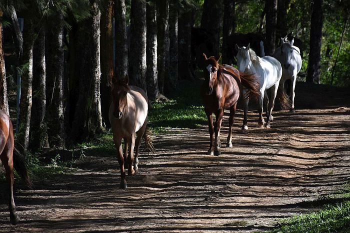 Natal no Hotel Fazenda das Araucárias tem tarifa promocional